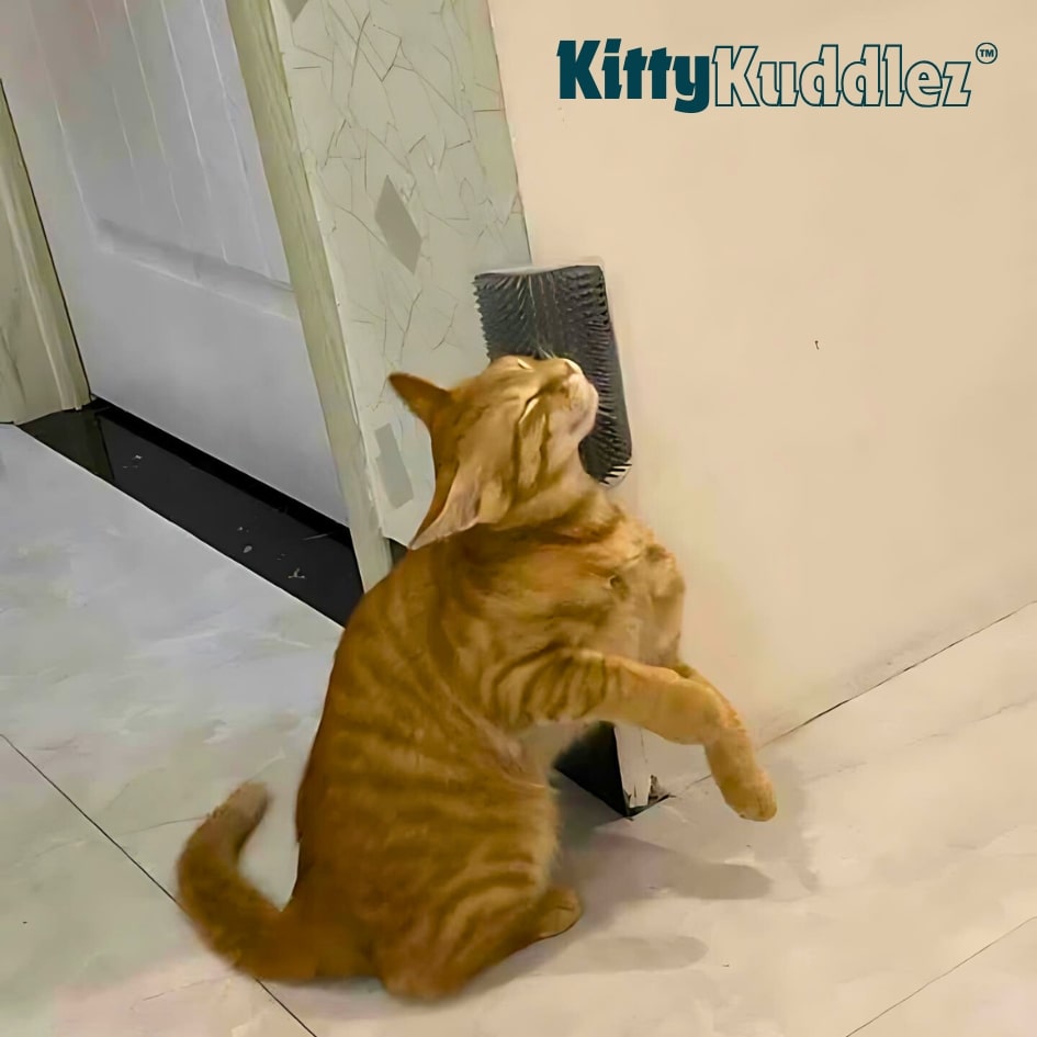 Rasguño de gatito
