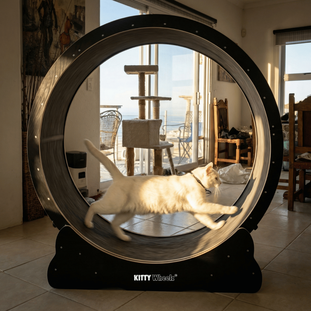 ベース kitty Kitty Wheelz – Marlene's Pet Shop