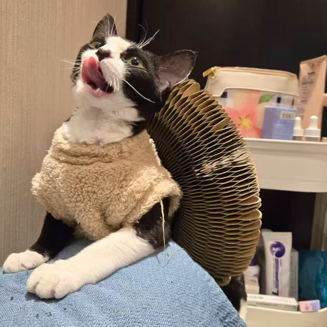 Cat playing with Kitty Kurlz