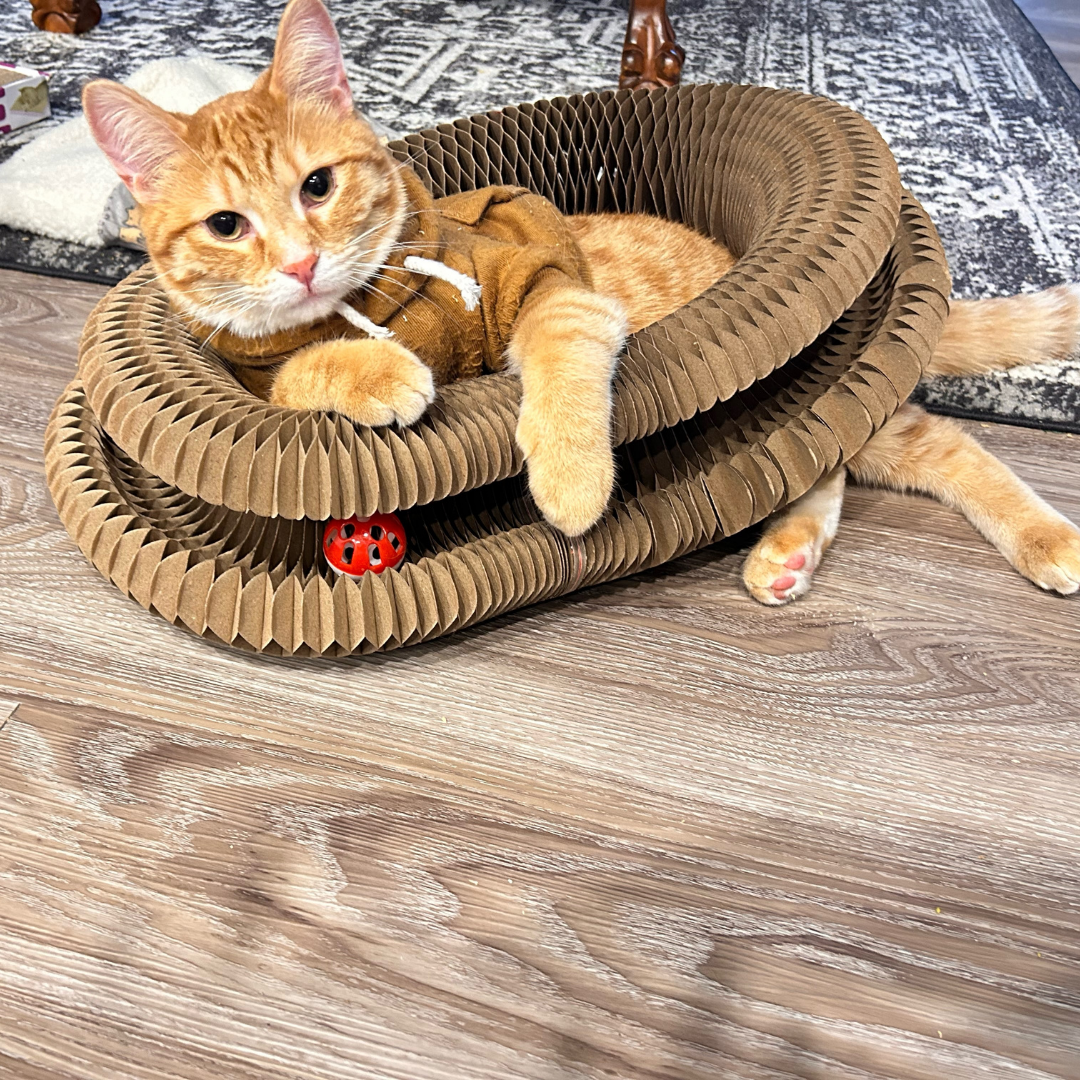 Cat relaxing on Kitty Kurlz