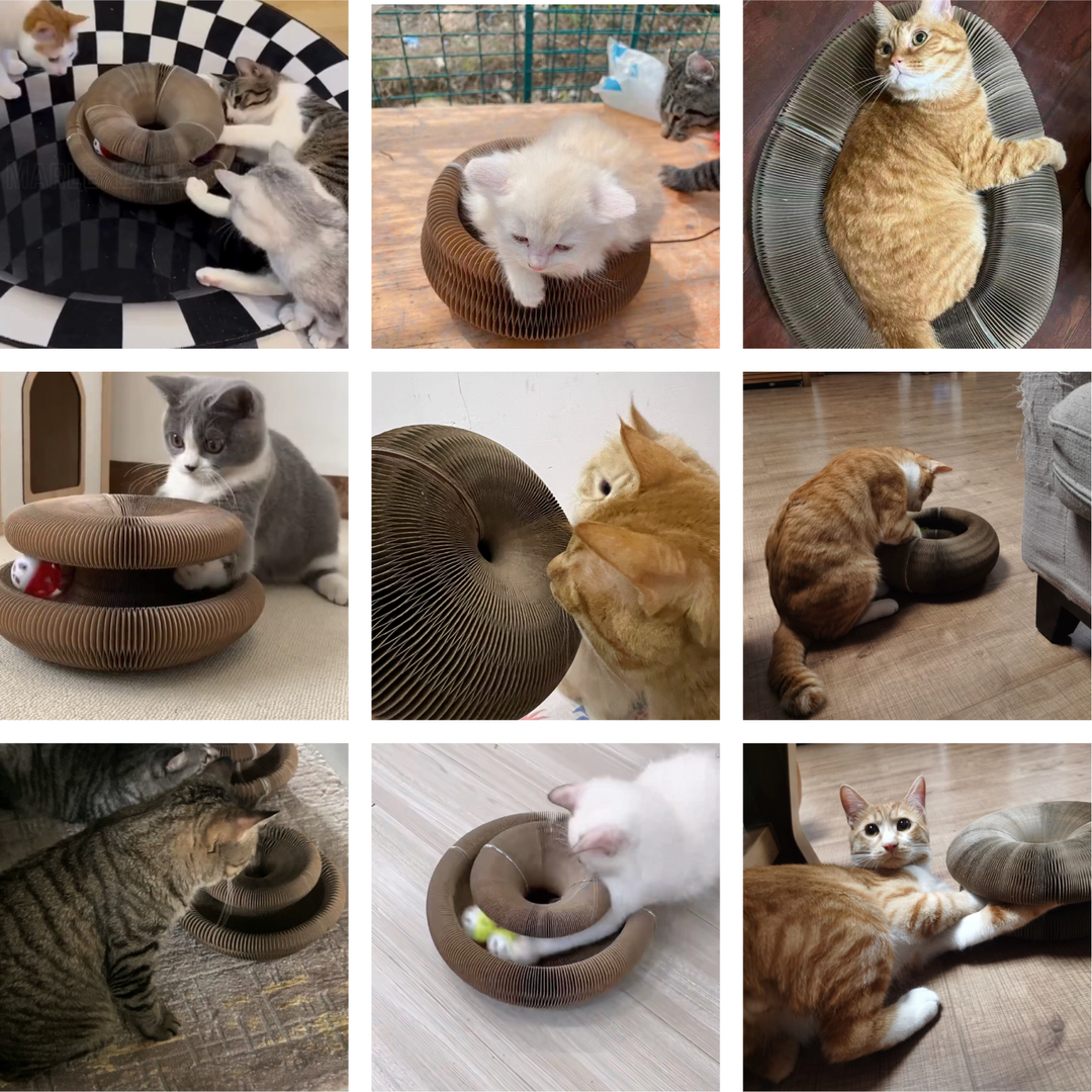 Multiple cats with Kitty Kurlz