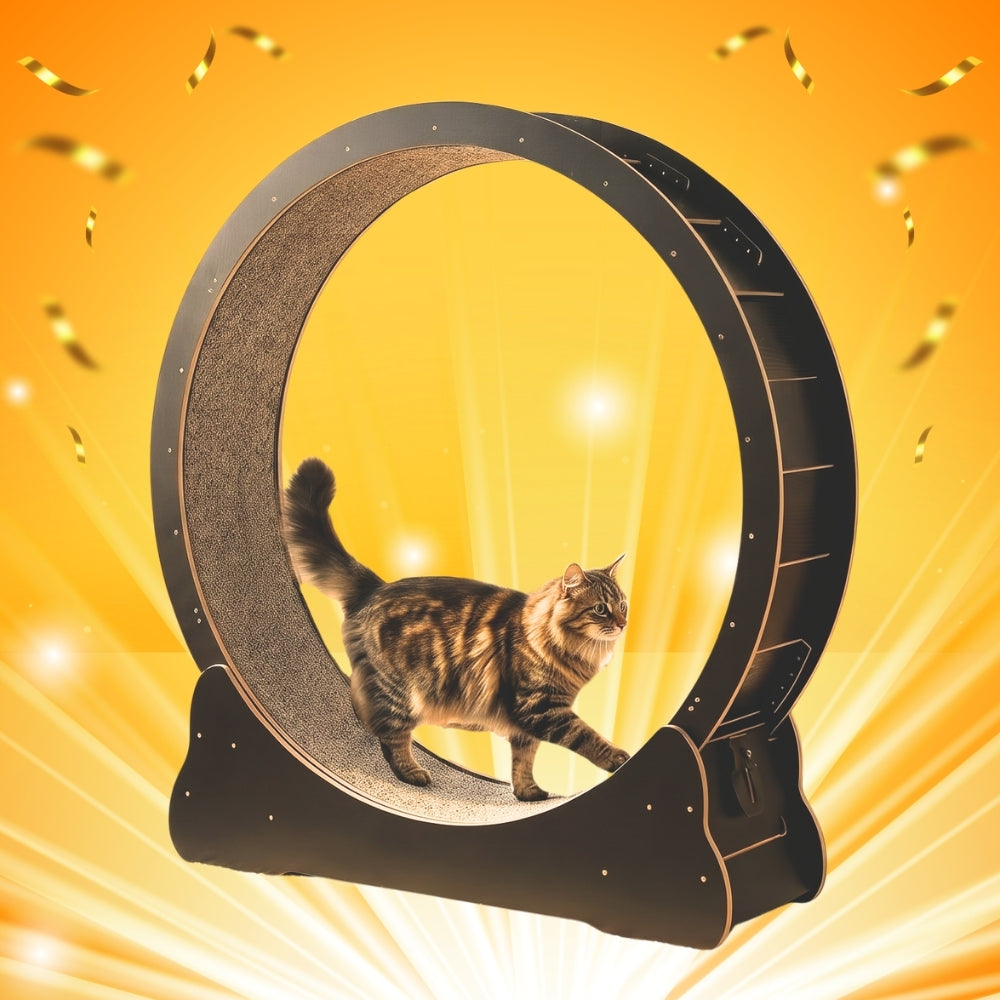 Kitty Wheel Entries