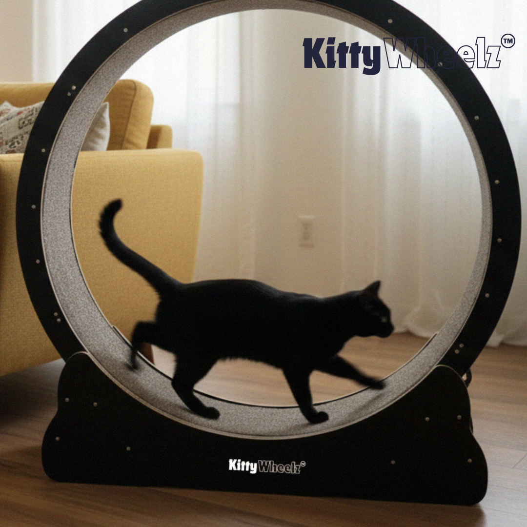 Ruedas para gatos™