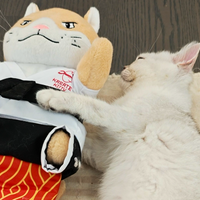DIVERSIÓN CON CATNIP