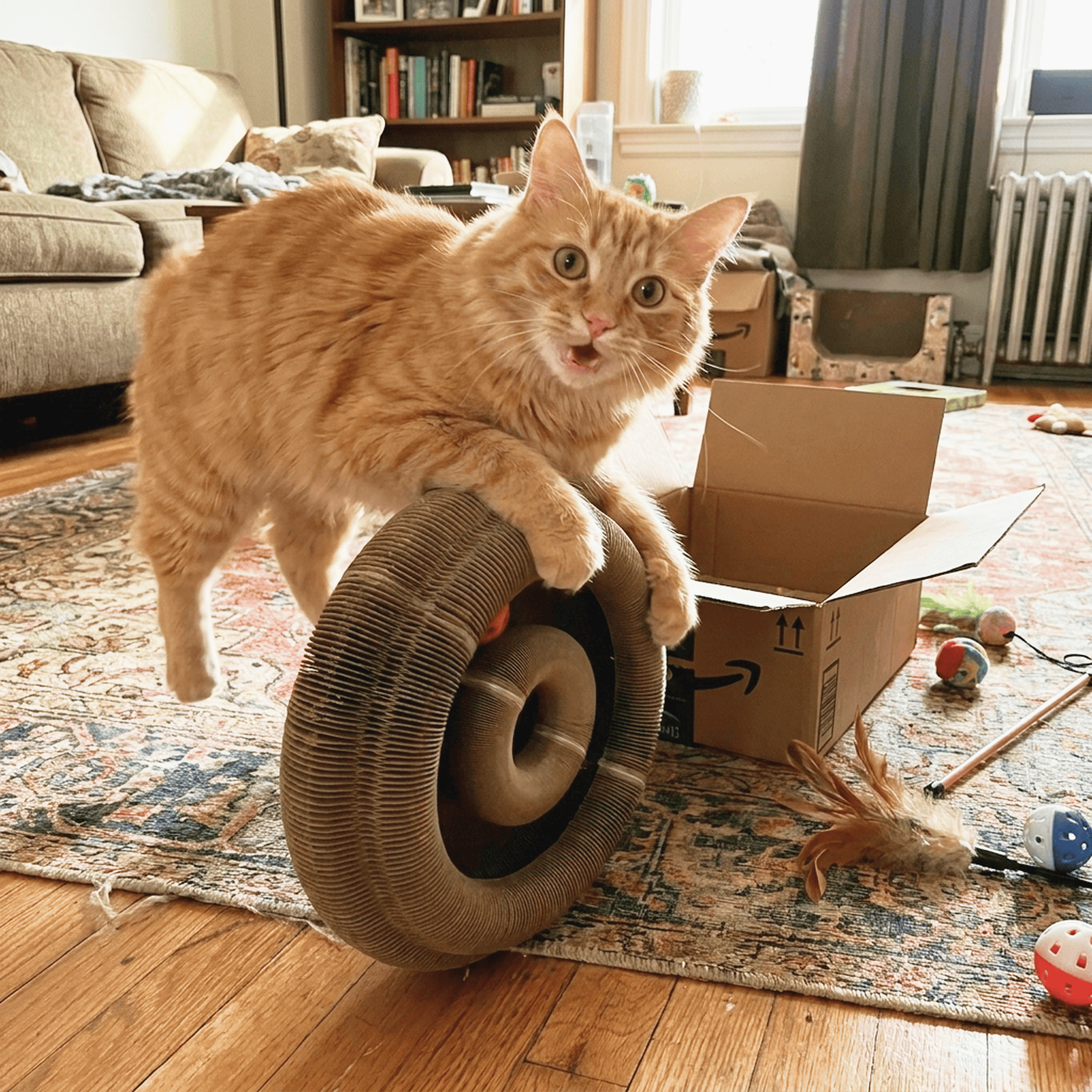 It's like my cat's favorite cardboard box came alive