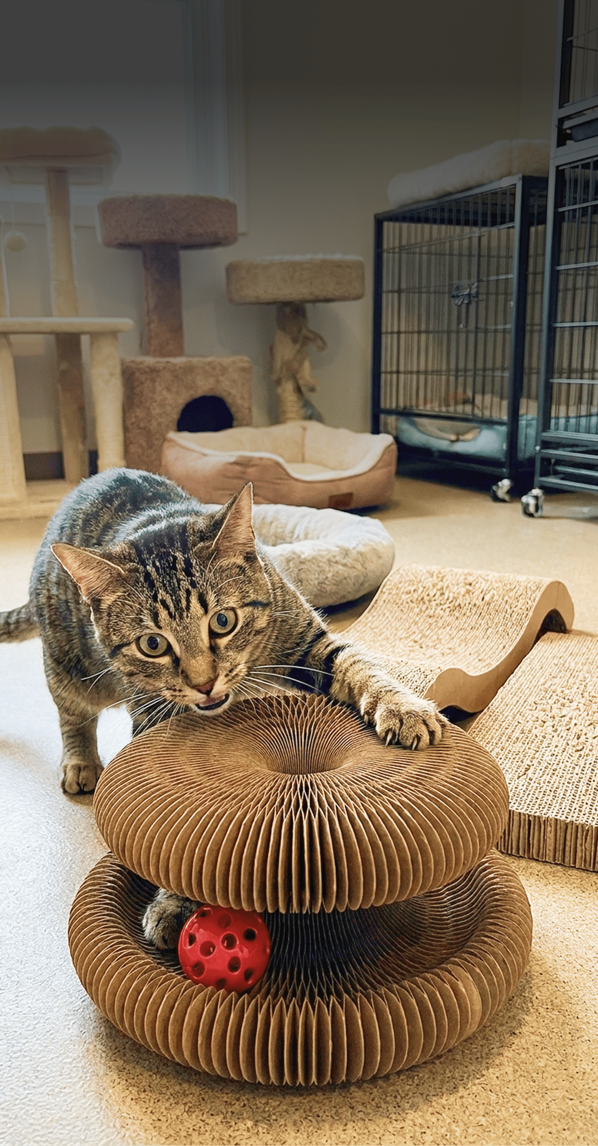 I Tested 9 Different Scratcher At My Cat Shelter. Only 1 Worked.