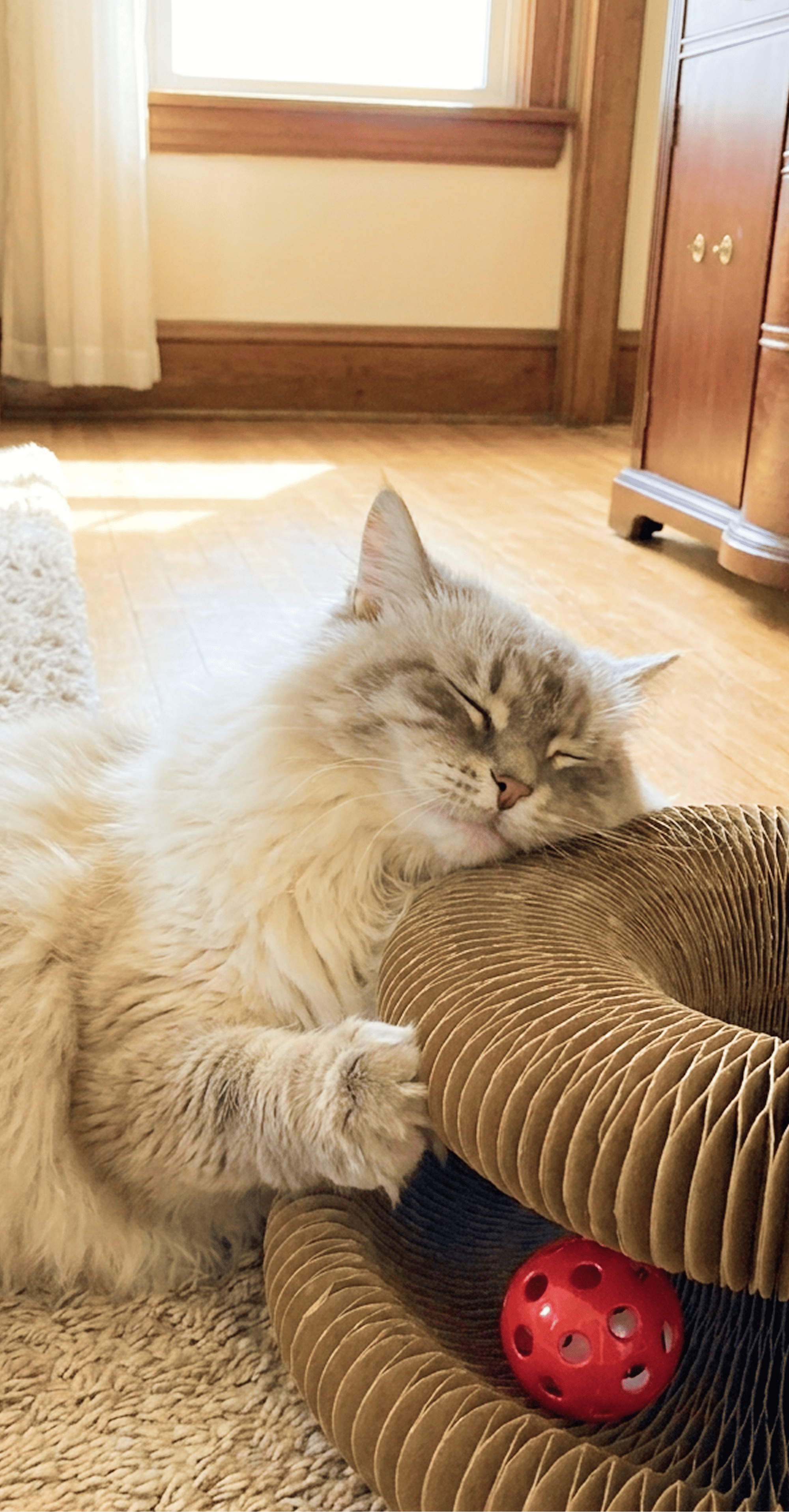 I Tested This Viral Emotional Support Scratcher So You Don't Have To!