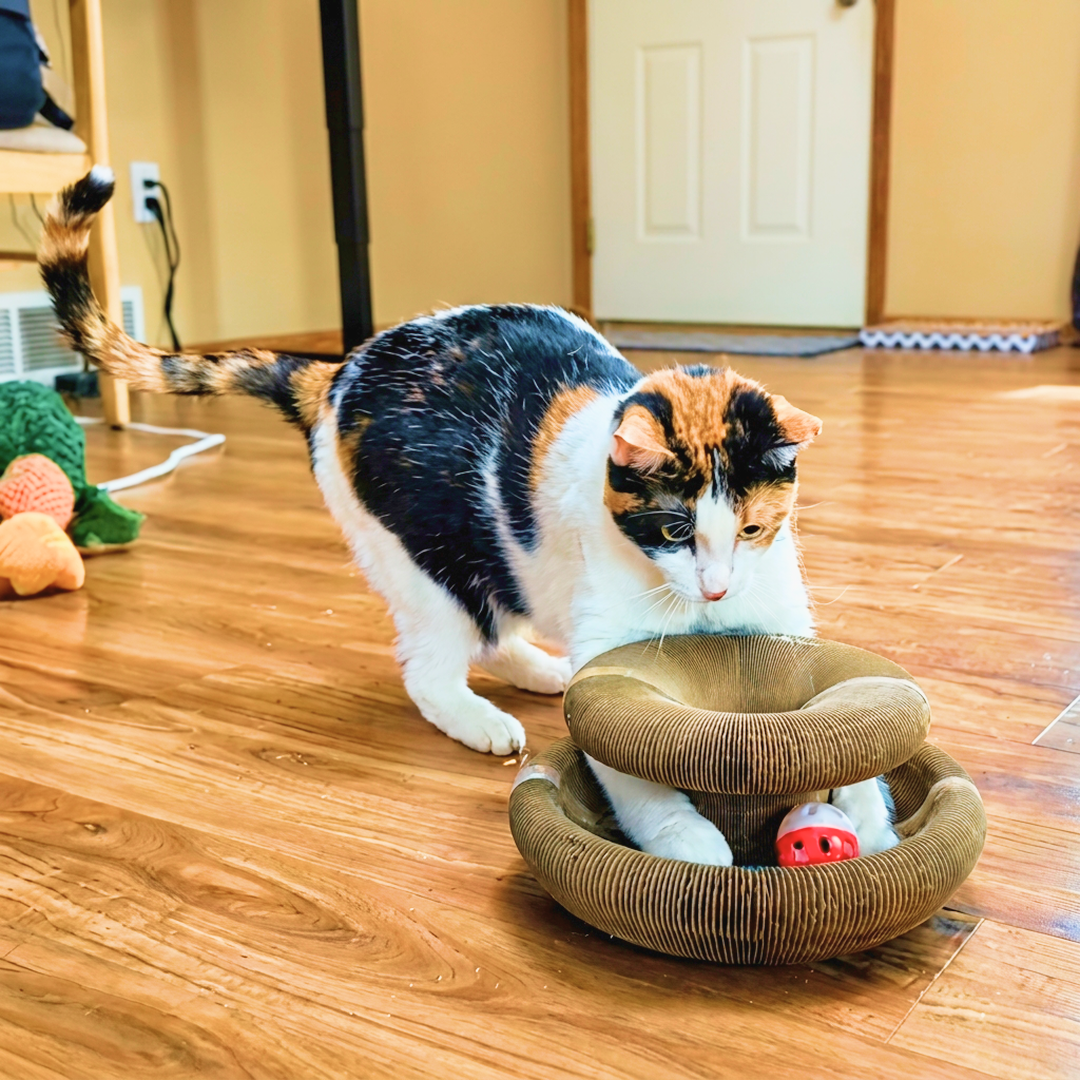 Kitty Kurlz