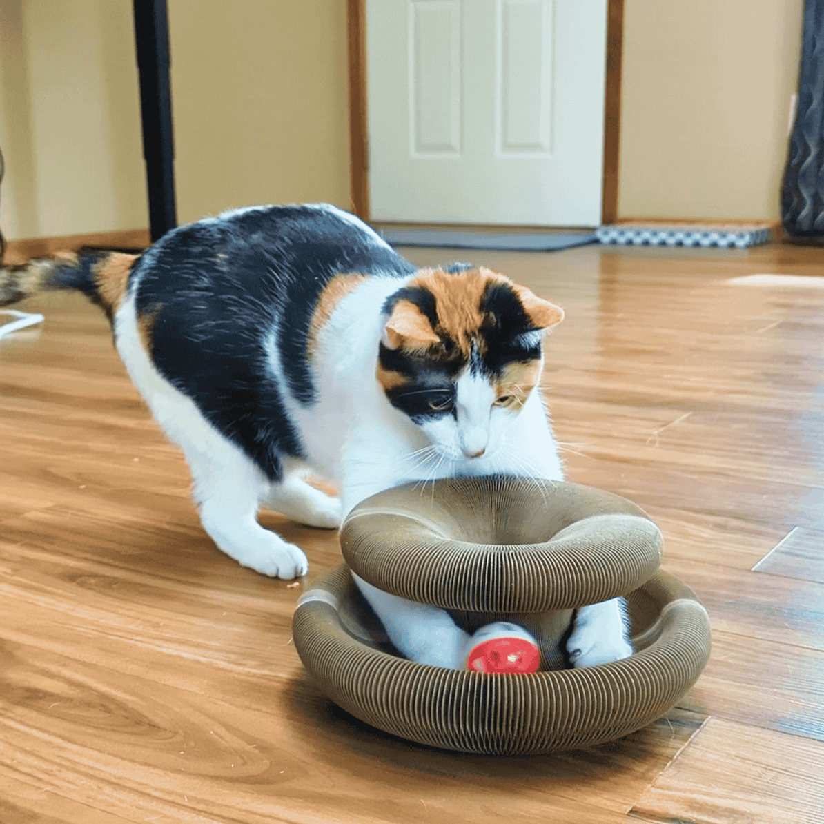 Cat playing with Kitty Kurlz instead of furniture