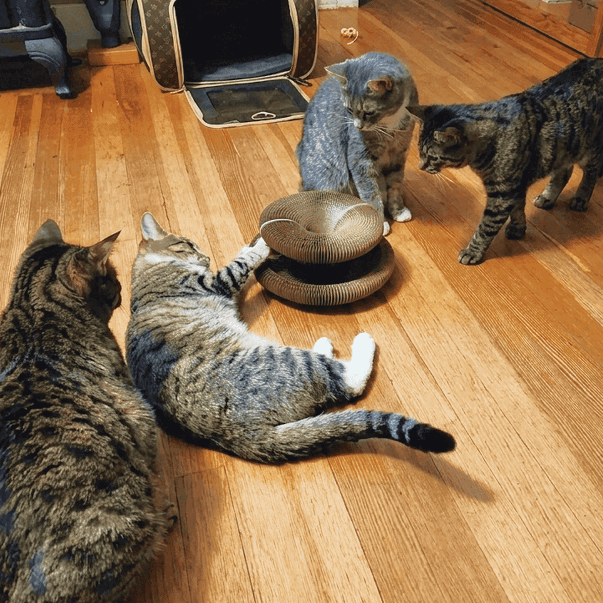 Cats playing with Kitty Kurlz before bed
