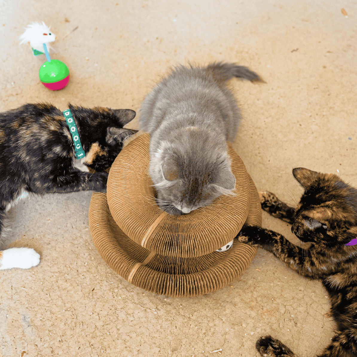 Cat naturally filing claws on Kitty Kurlz