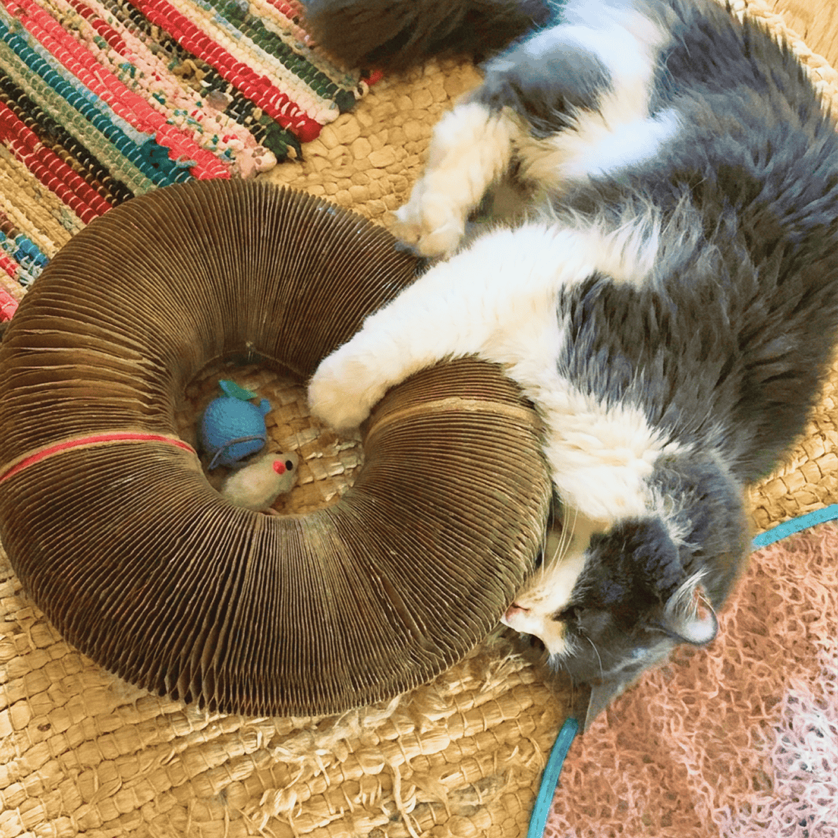 Cat entertained by Kitty Kurlz while home alone