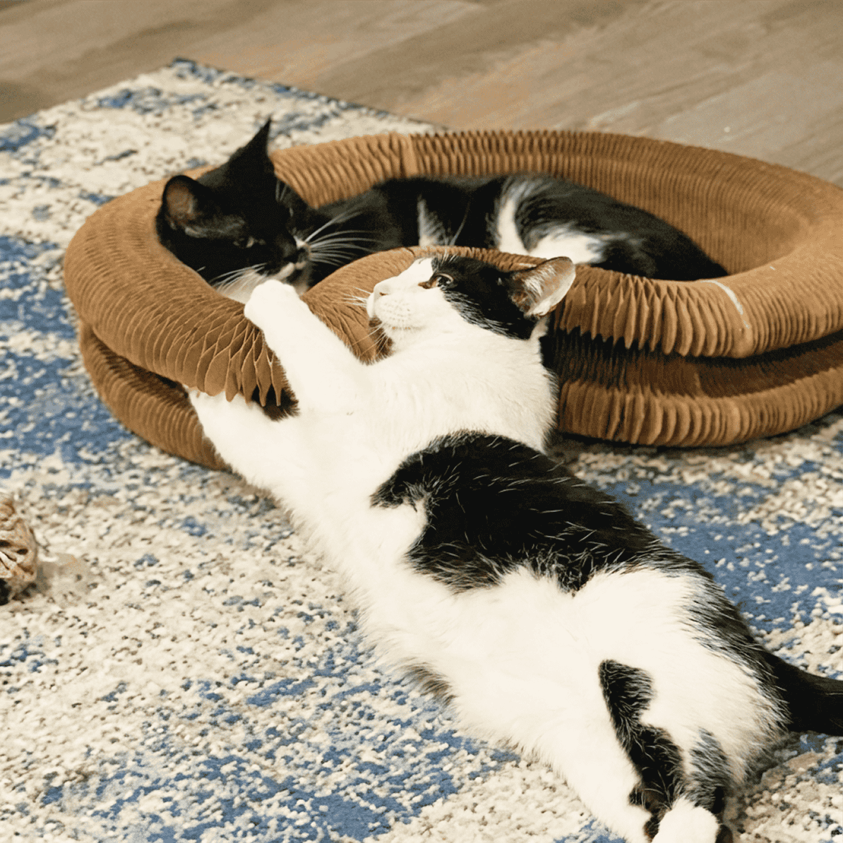 Calm cat resting next to Kitty Kurlz