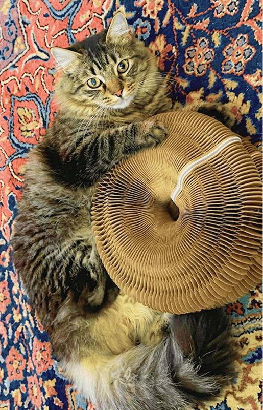Customer cat with Kitty Kurlz