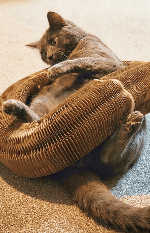 Customer cat with Kitty Kurlz