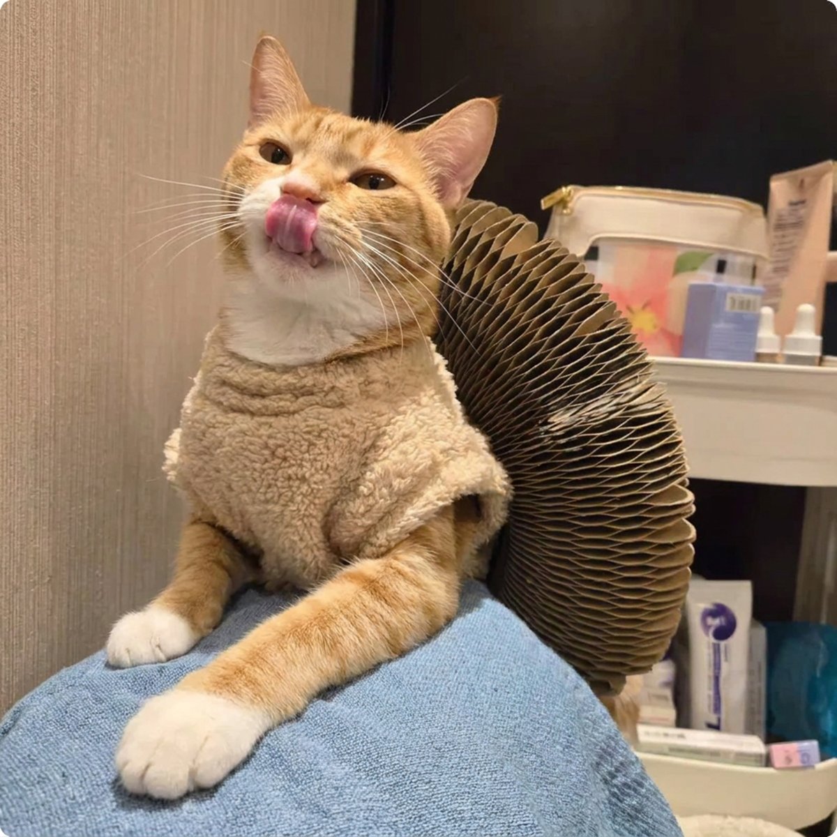 Cat going wild next to Kitty Kurlz