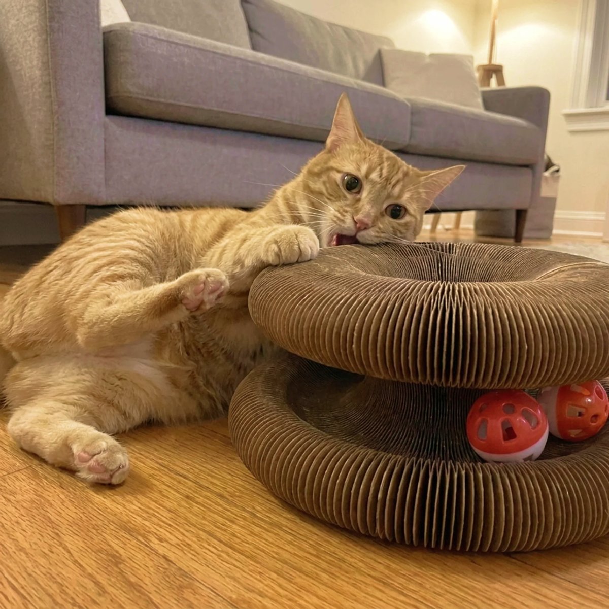 Cat scratching Kitty Kurlz instead of the couch