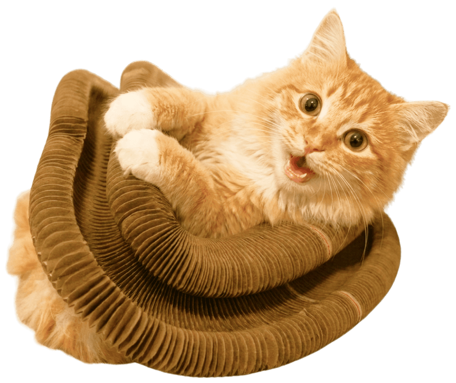 Happy cat lying in a Kitty Kurlz