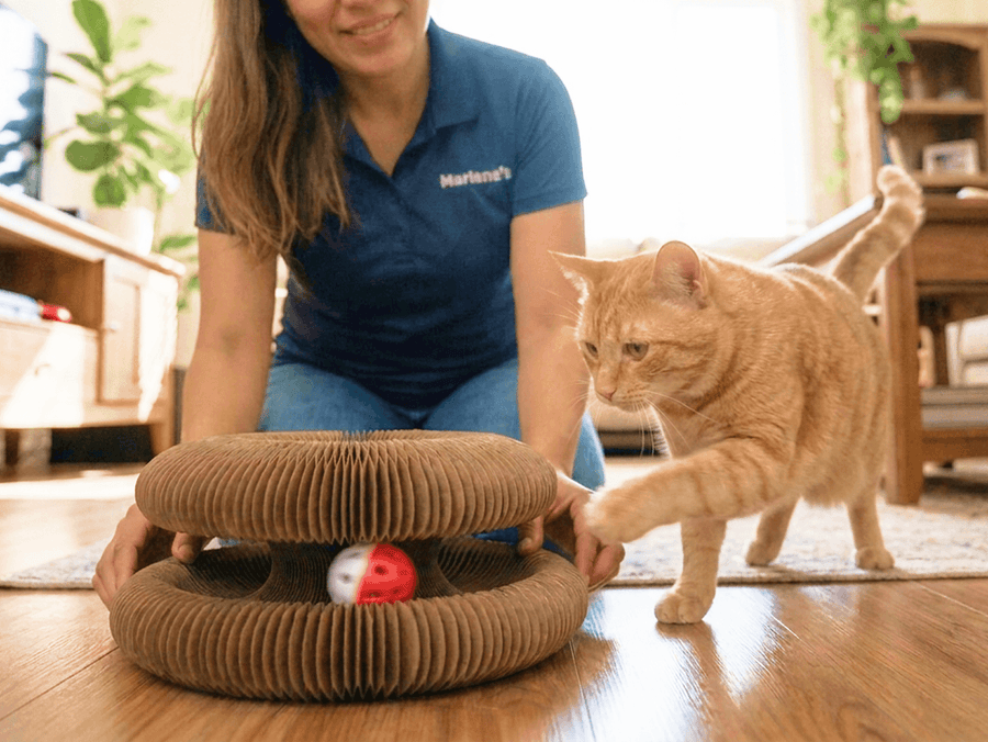 Cat pouncing as the ball moves