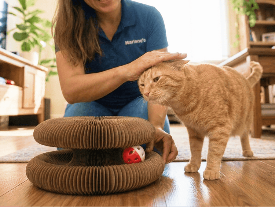 Petting the cat while it plays