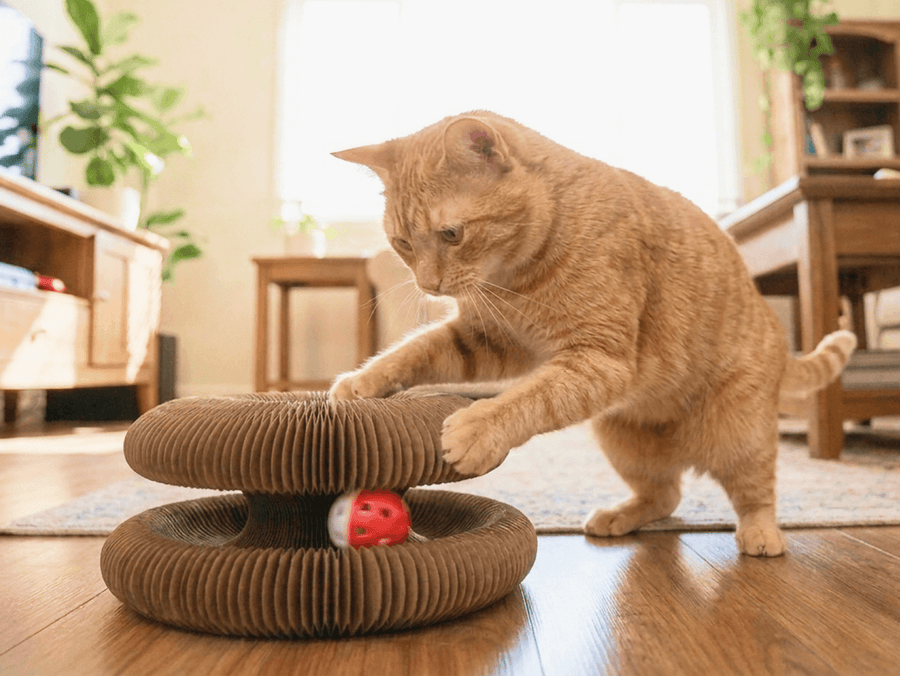 Cat playing with the Kitty Kurlz on its own