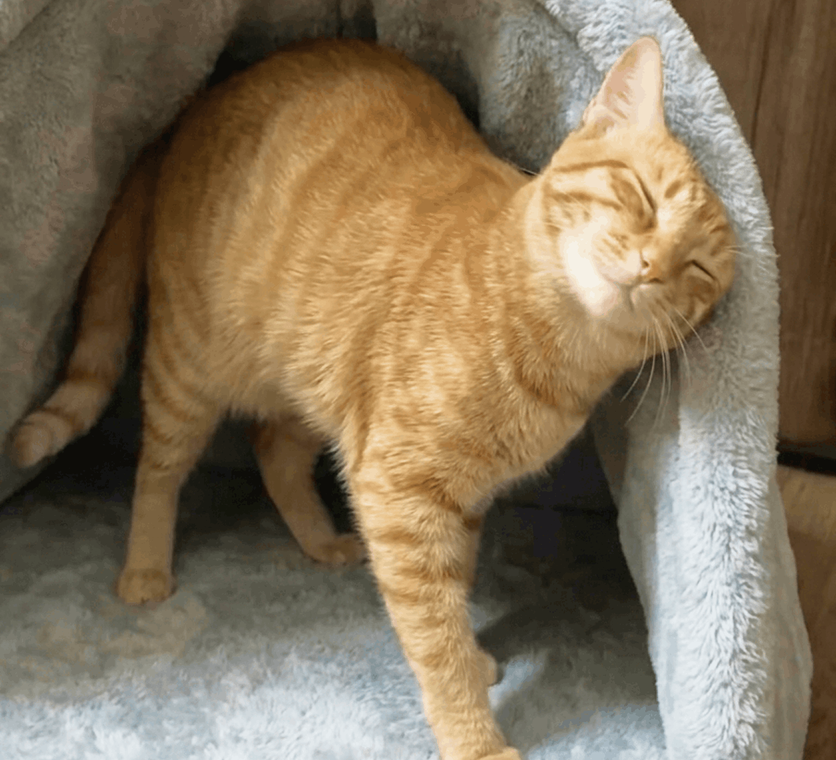 Vet Approval