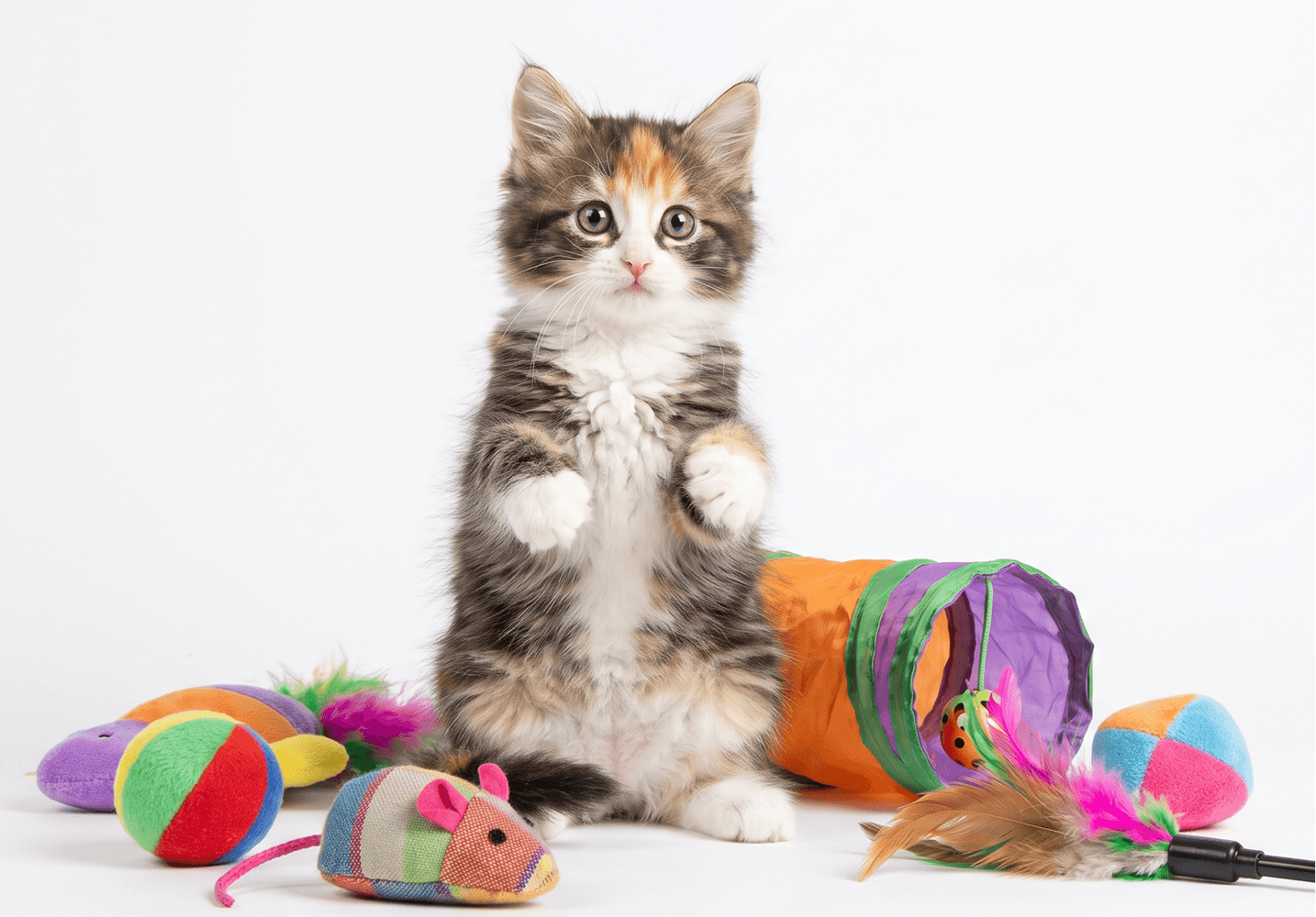 Cat with toys
