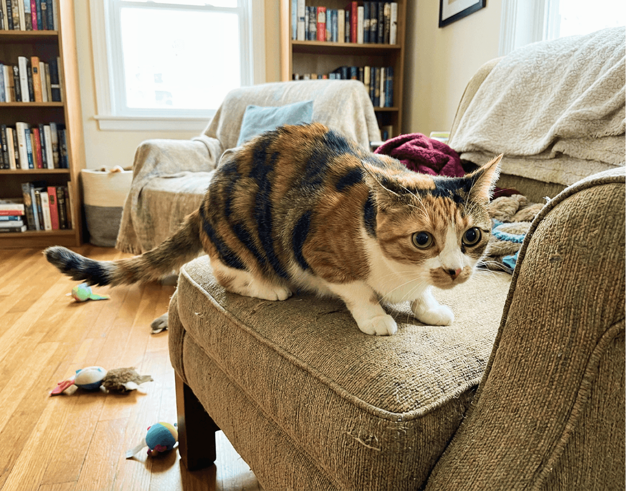 Cat understimulated