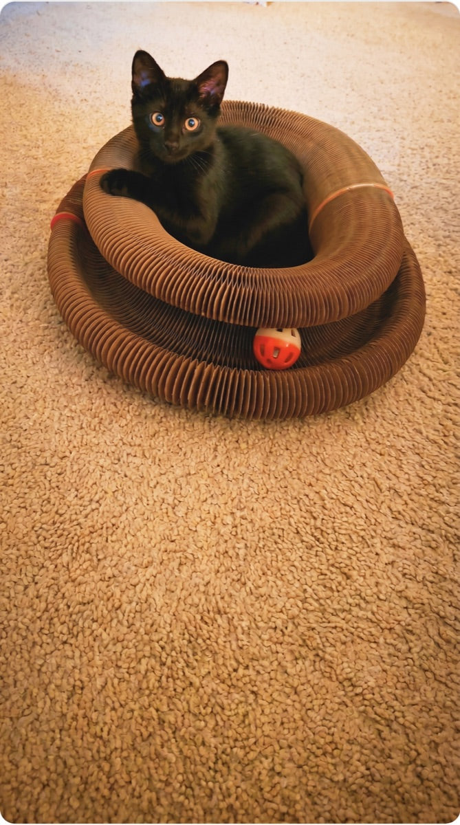 Kitty Kurlz review from Michael B.