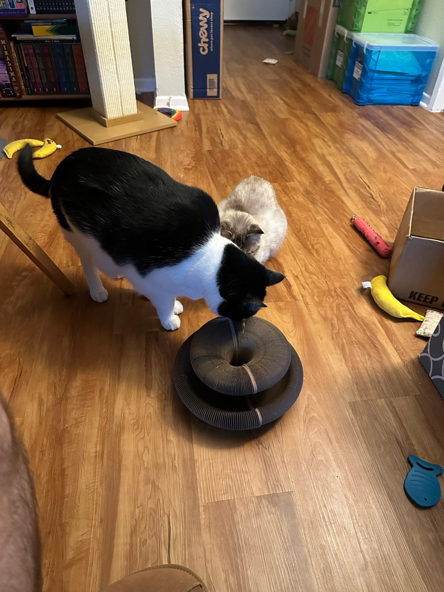 Kitty Kurlz review from Nick C.