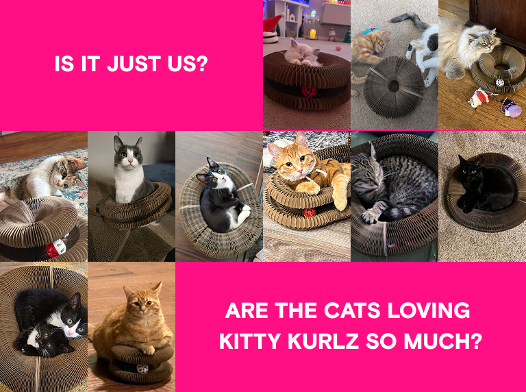 IS IT JUST US? ARE THE CATS LOVING KITTY KURLZ SO MUCH?